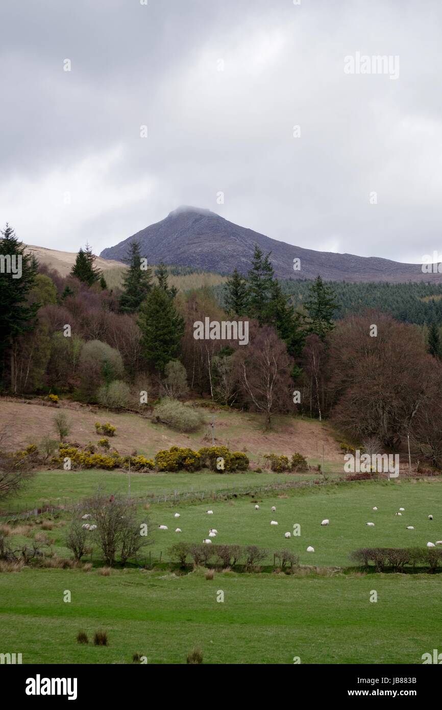 Goatfell Mountain Peak Dominating the Scottish Forested Landscape. Isle