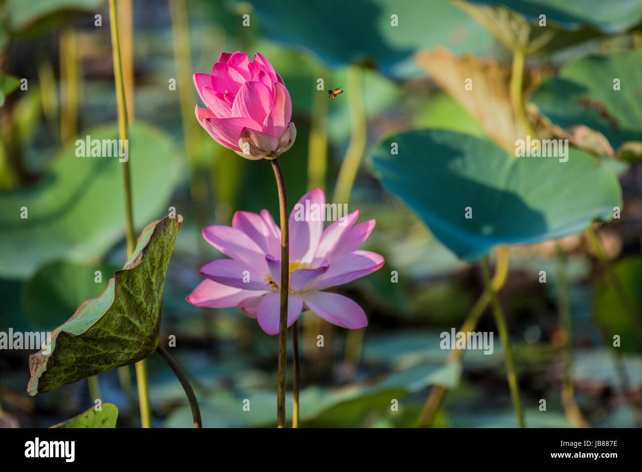 Pink Lotus or waterlily blossom and leaves in lake Stock Photo