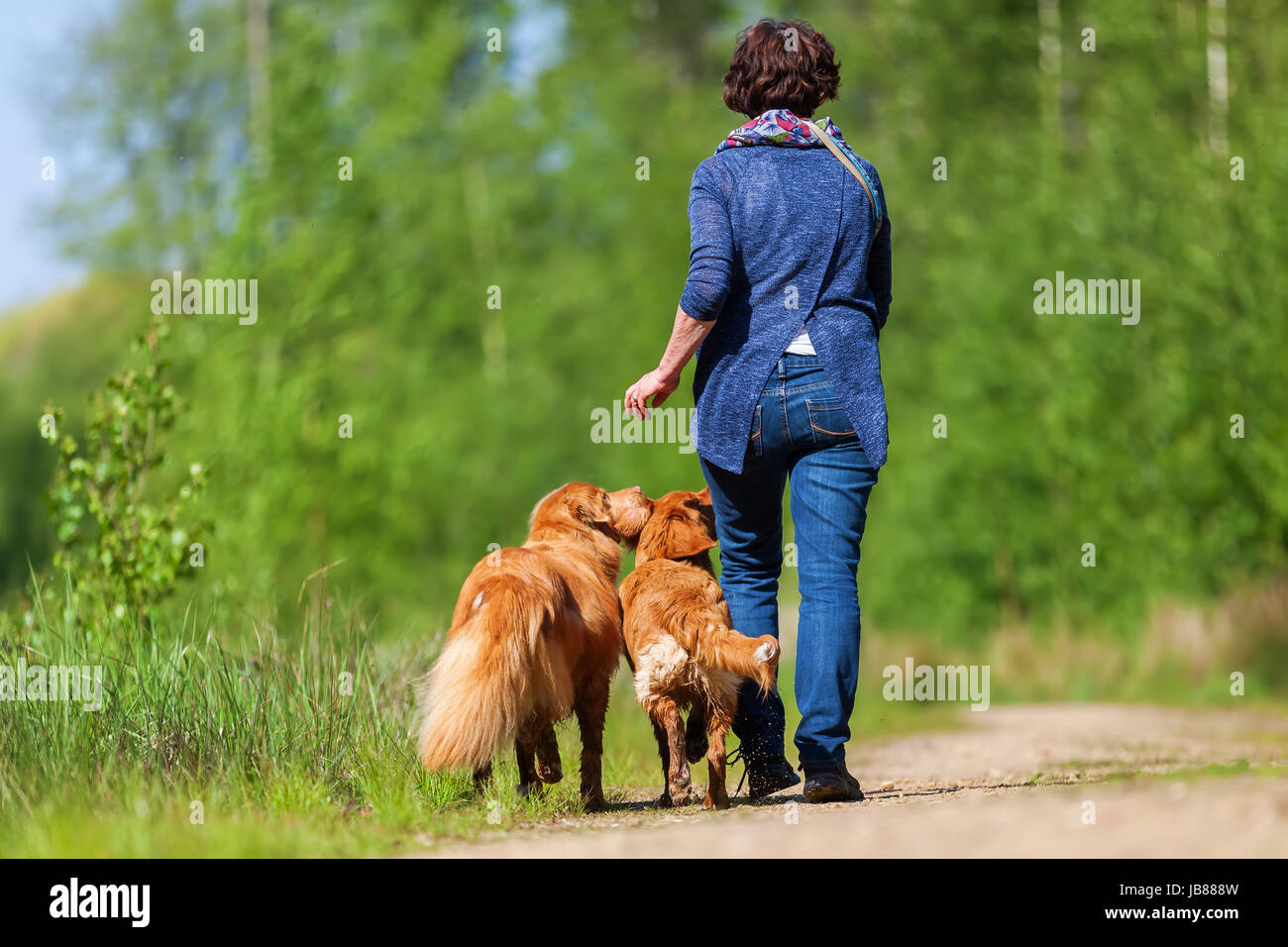 mature woman plays with two Nova Scotia duck tolling retriever on a forest path Stock Photo