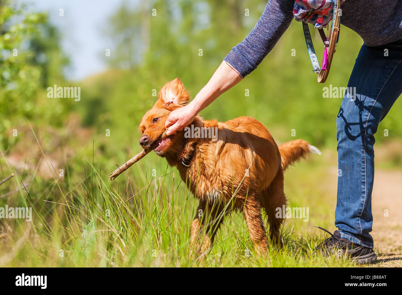 mature woman plays with a Nova Scotia duck tolling retriever on a forest path Stock Photo