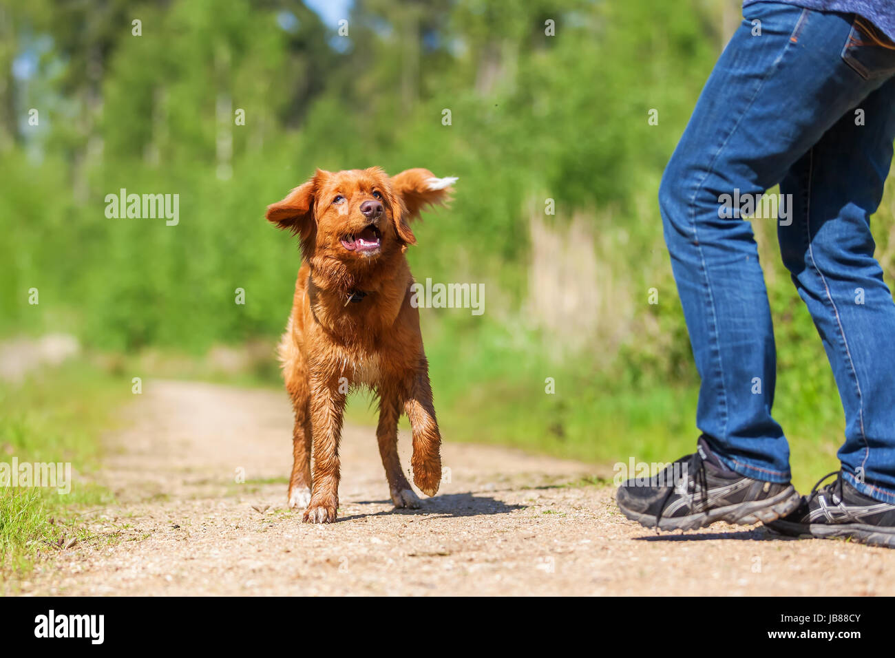 mature woman plays with a Nova Scotia duck tolling retriever on a forest path Stock Photo