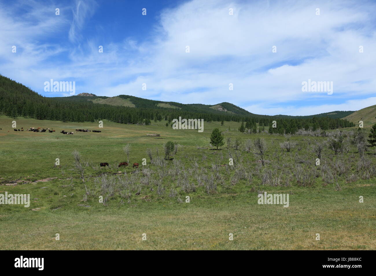 the mongolian grasslands Stock Photo - Alamy
