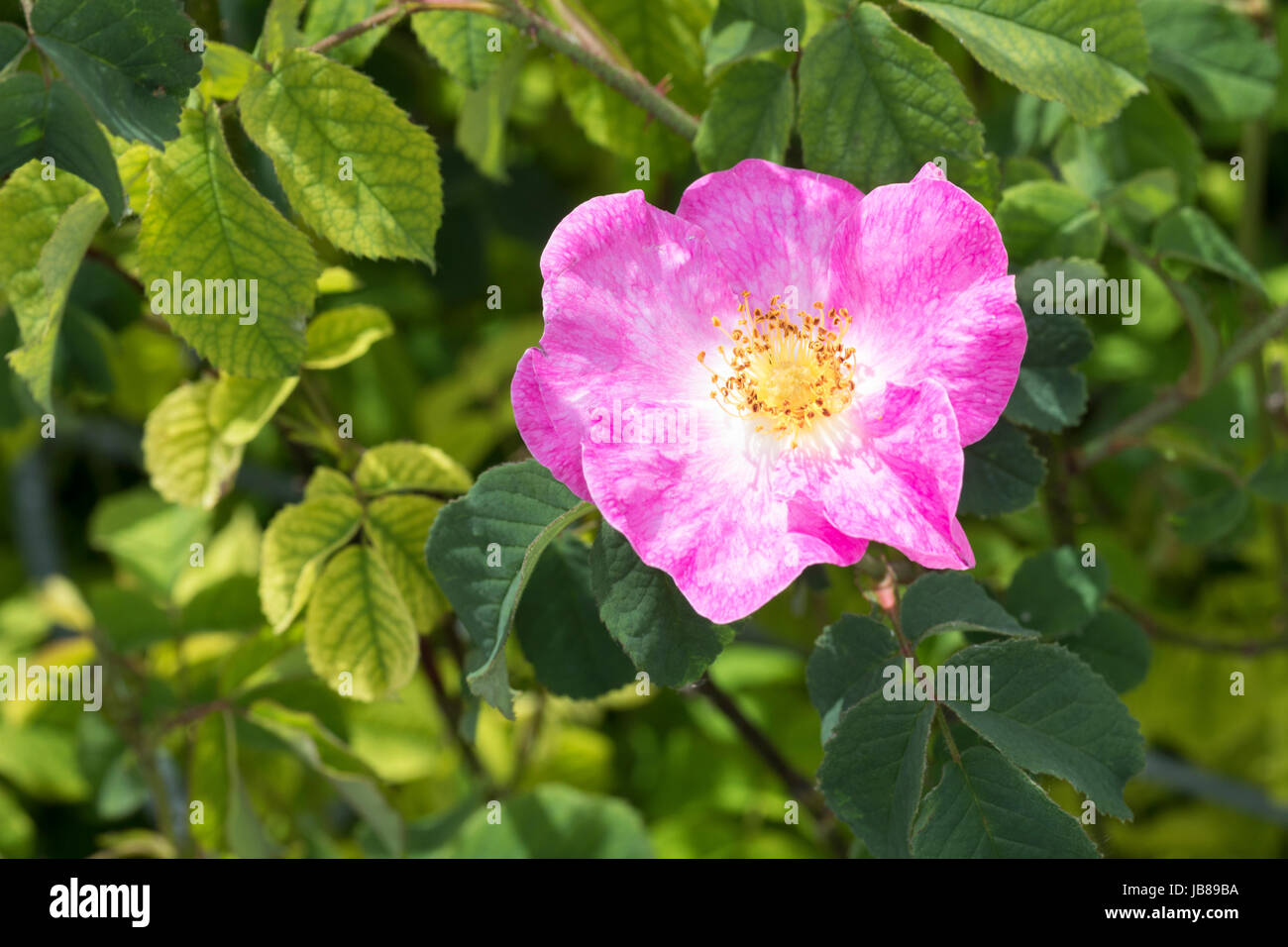 Rosa Gallica High Resolution Stock Photography and Images - Alamy
