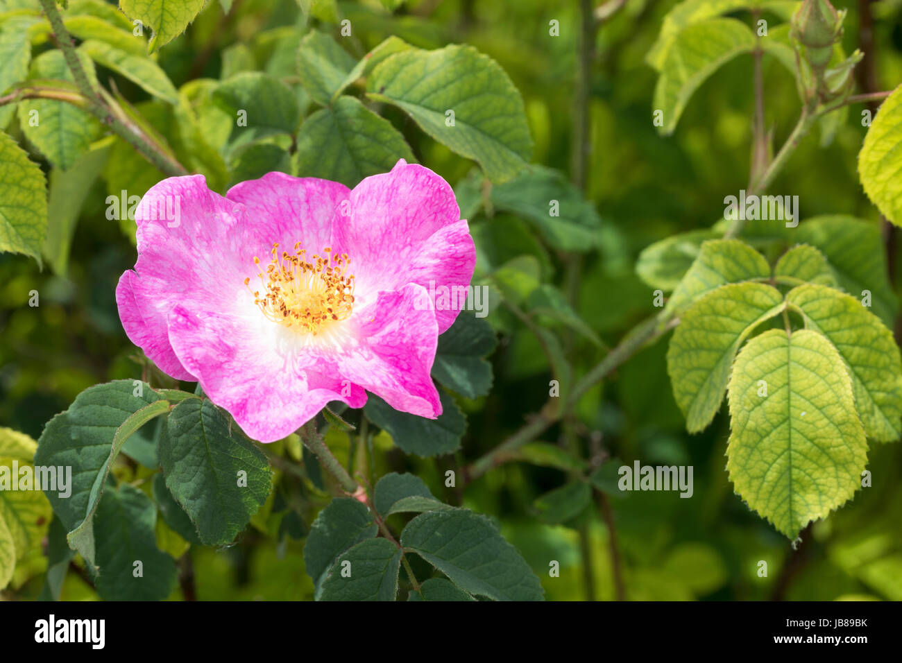 Rosa gallica hi-res stock photography and images - Alamy