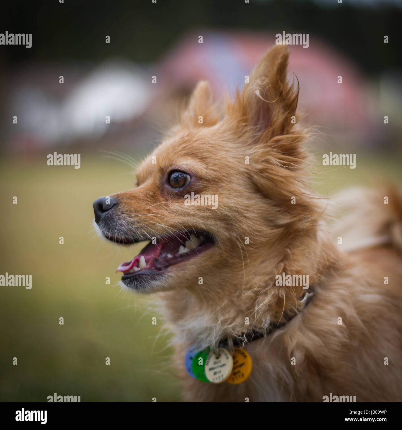Kleiner beiger Hund mit einem Halsband und Hundesteuermarken um den Hals beim fröhlichen spielen. Stock Photo