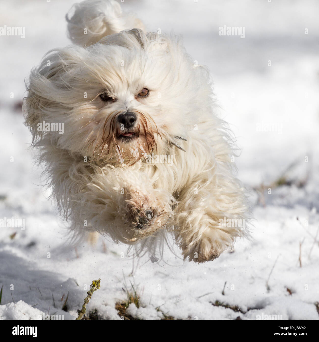 Ein Hund fliegt mit viel Spaß über den weißen Schnee. Stock Photo