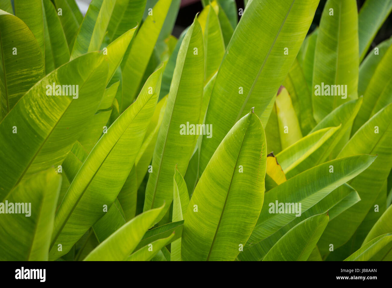 Large tropical leaves Stock Photo - Alamy