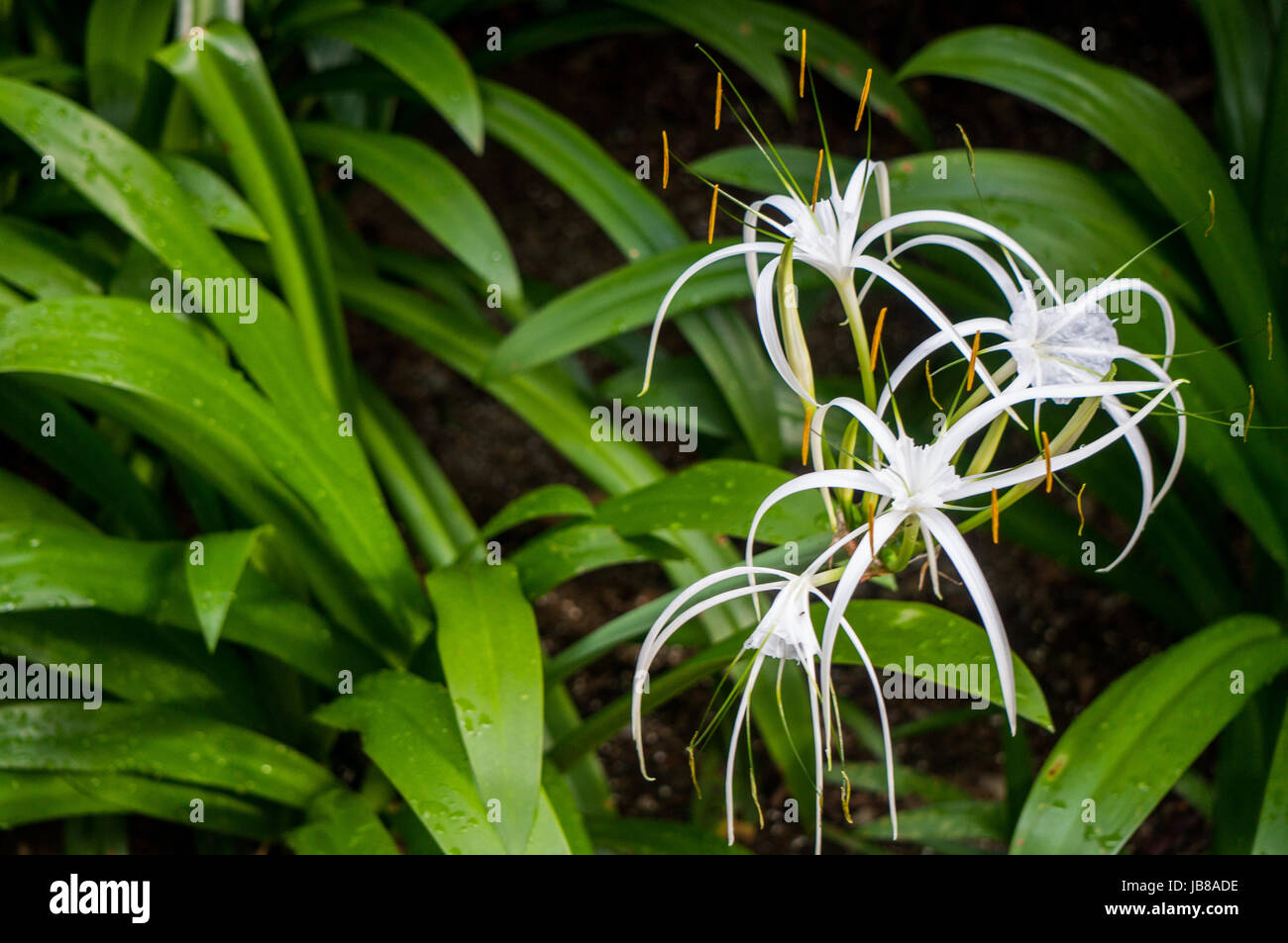 White spider lilly