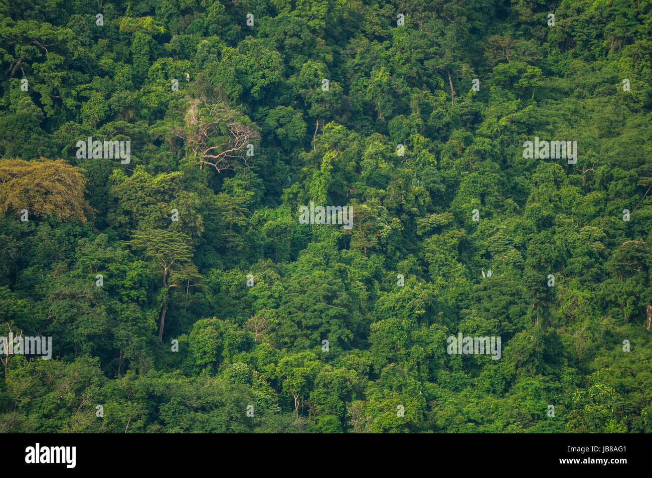 Jungle wallpaper hi-res stock photography and images - Alamy