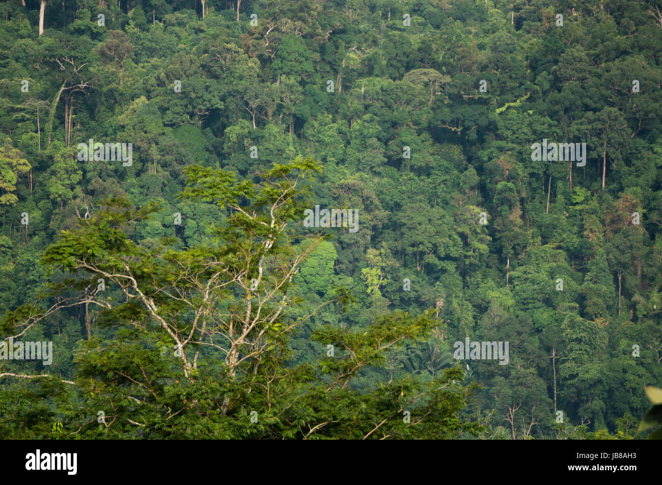 Jungle wallpaper hi-res stock photography and images - Alamy