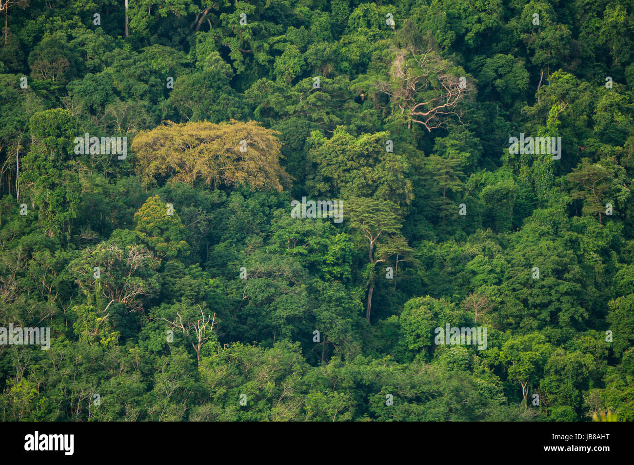 Jungle wallpaper hi-res stock photography and images - Alamy