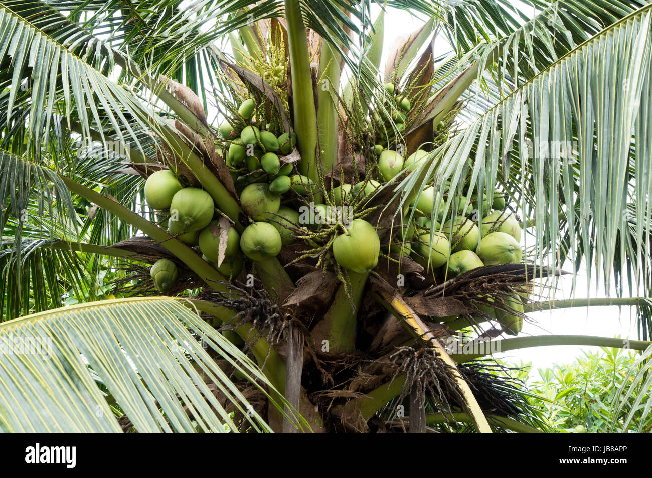 Green coconut cluster Stock Photo - Alamy