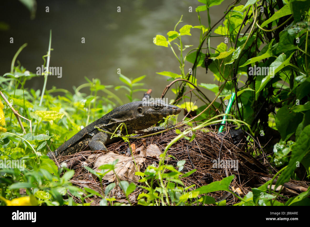 Lizard to the nest hires stock photography and images Alamy