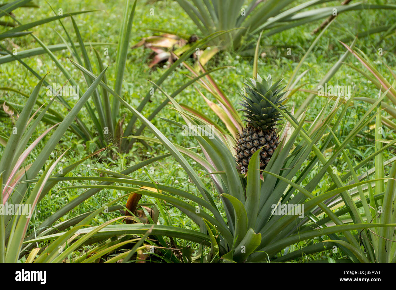 Small pineapple plantation Stock Photo Alamy