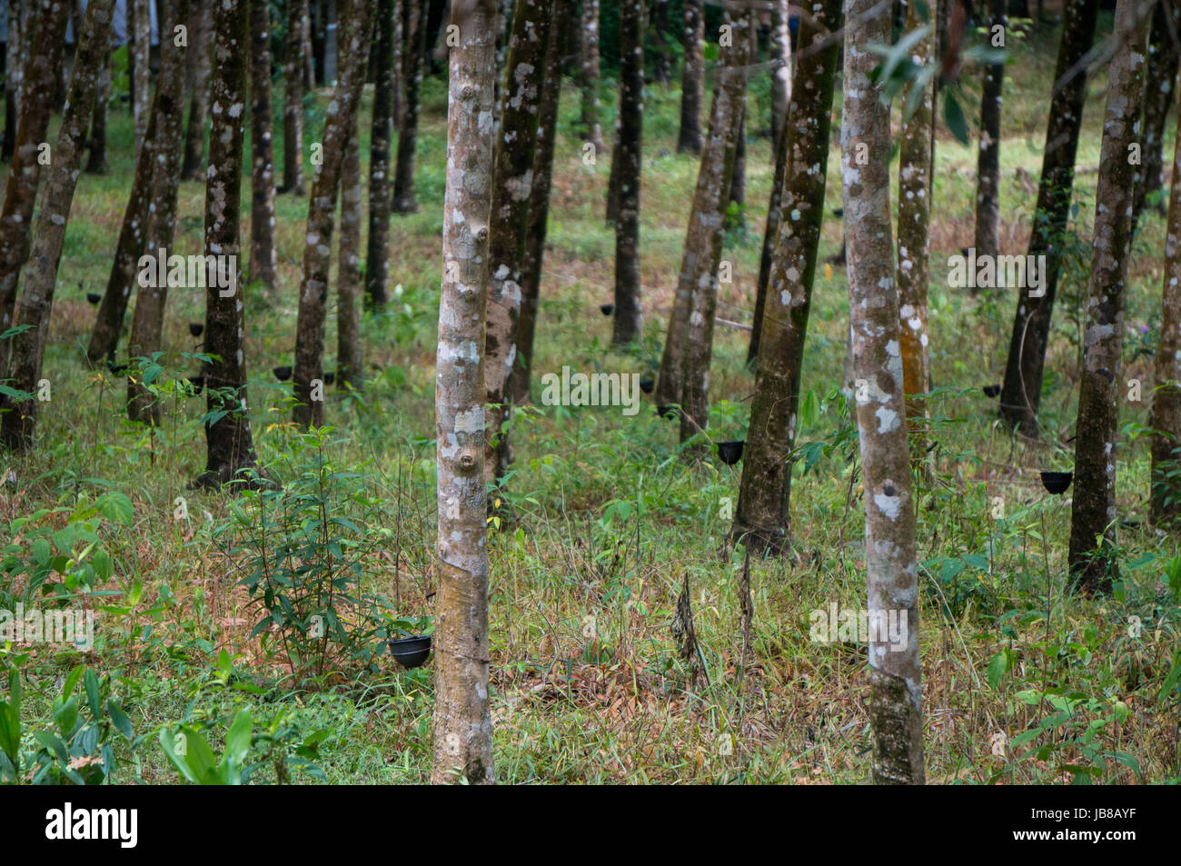 Rubber tree plantation malaysia hi-res stock photography and images - Alamy