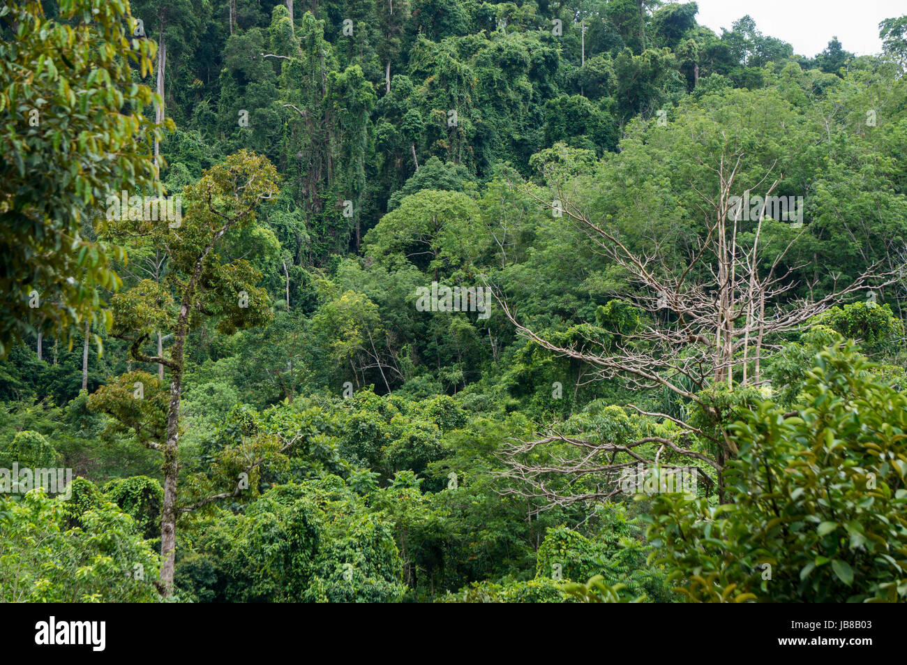 Lush jungles southeast asia hi-res stock photography and images - Alamy