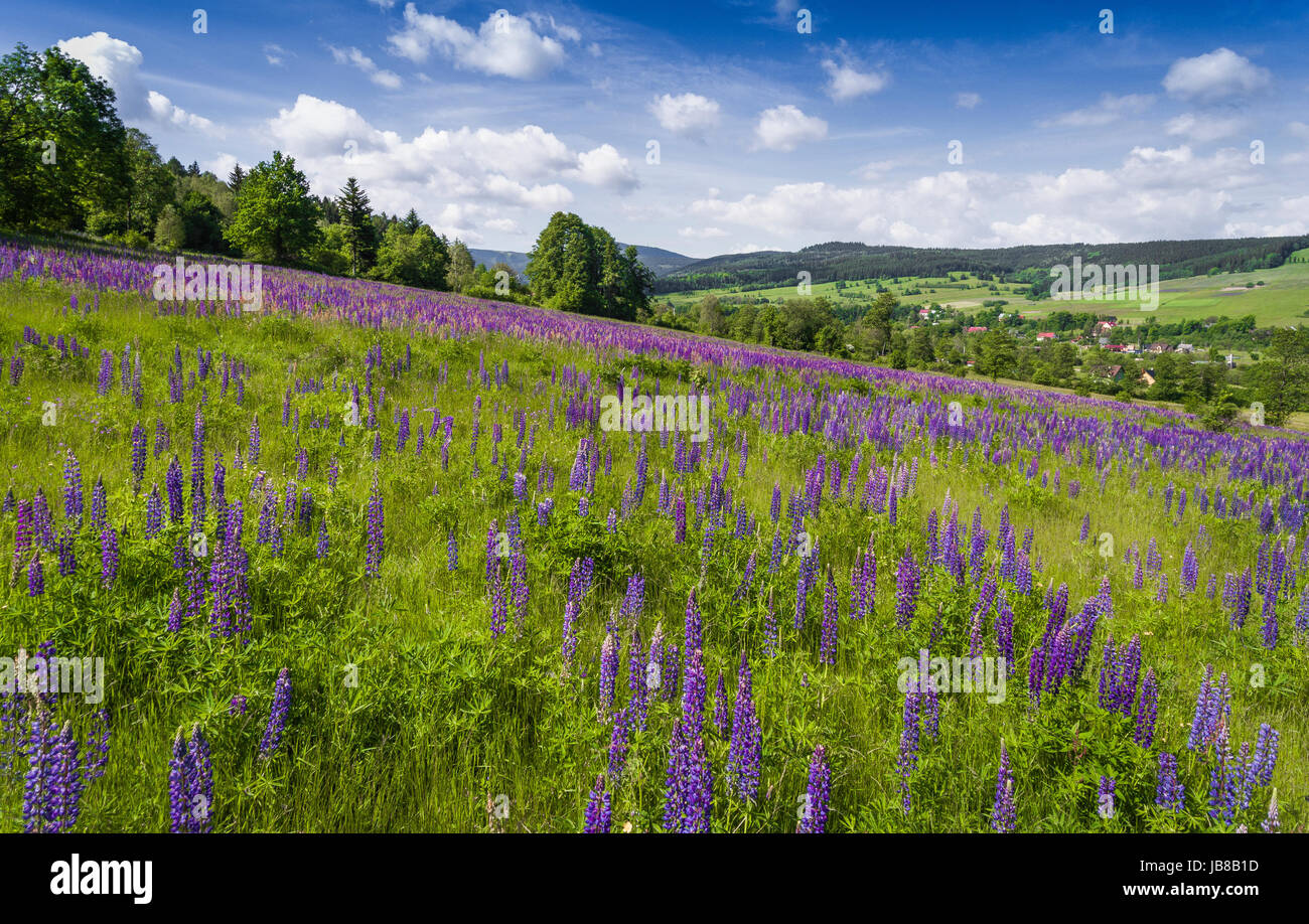 Aerial view of the summer time in mountains near Stronie Slaskie. Lupinus flowers on the hill - clouds over blue sky. View from above. Stock Photo