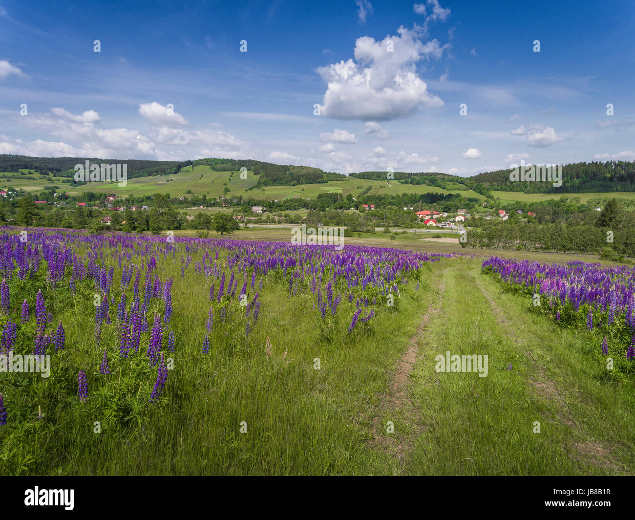 Aerial view of the summer time in mountains near Stronie Slaskie. Lupinus flowers on the hill - clouds over blue sky. View from above. Stock Photo