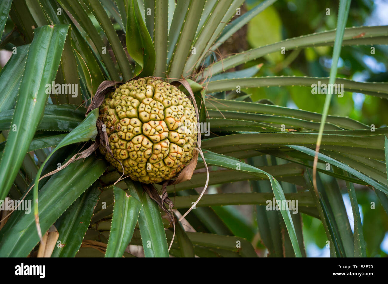 Hala fruit Stock Photo: 144628596 - Alamy