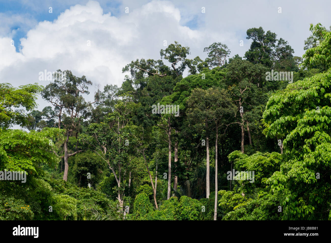 Jungle canopy in khao hi-res stock photography and images - Alamy