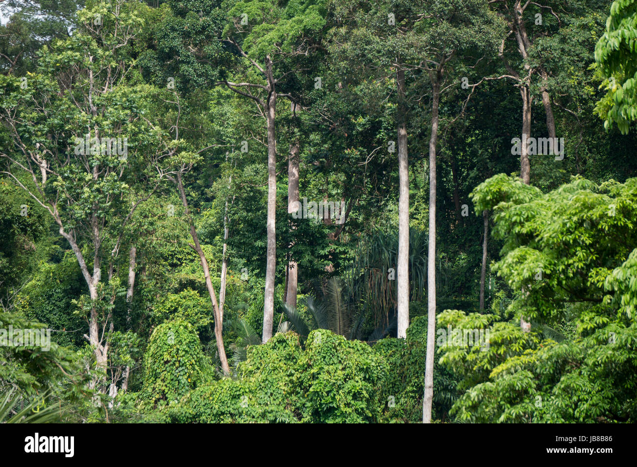 Jungle canopy in khao hi-res stock photography and images - Alamy