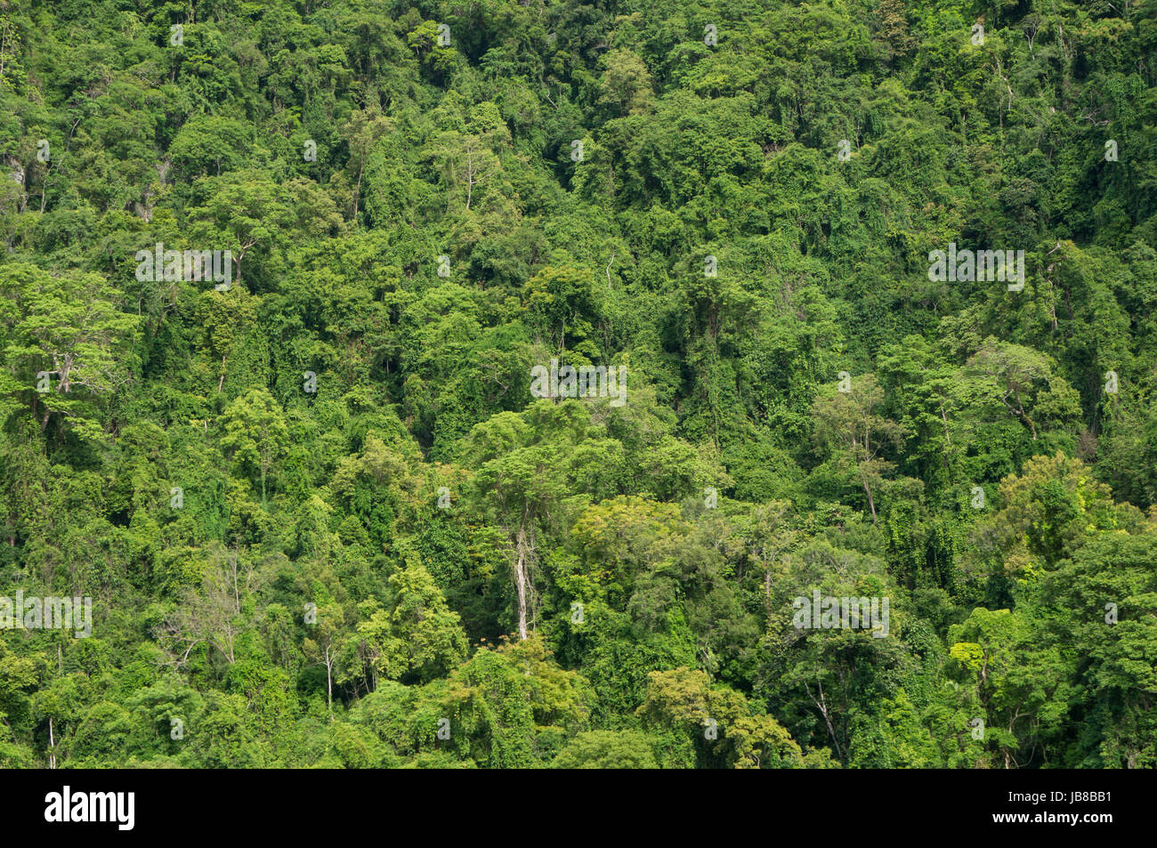 Jungle wallpaper hi-res stock photography and images - Alamy