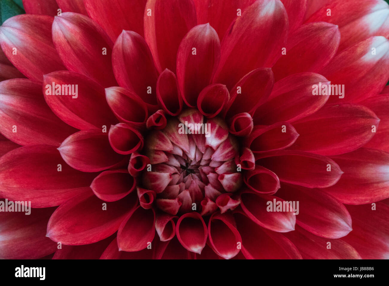 Close-up of the white tipped red flower head of a summer flowering Dahlia in the garden Stock Photo