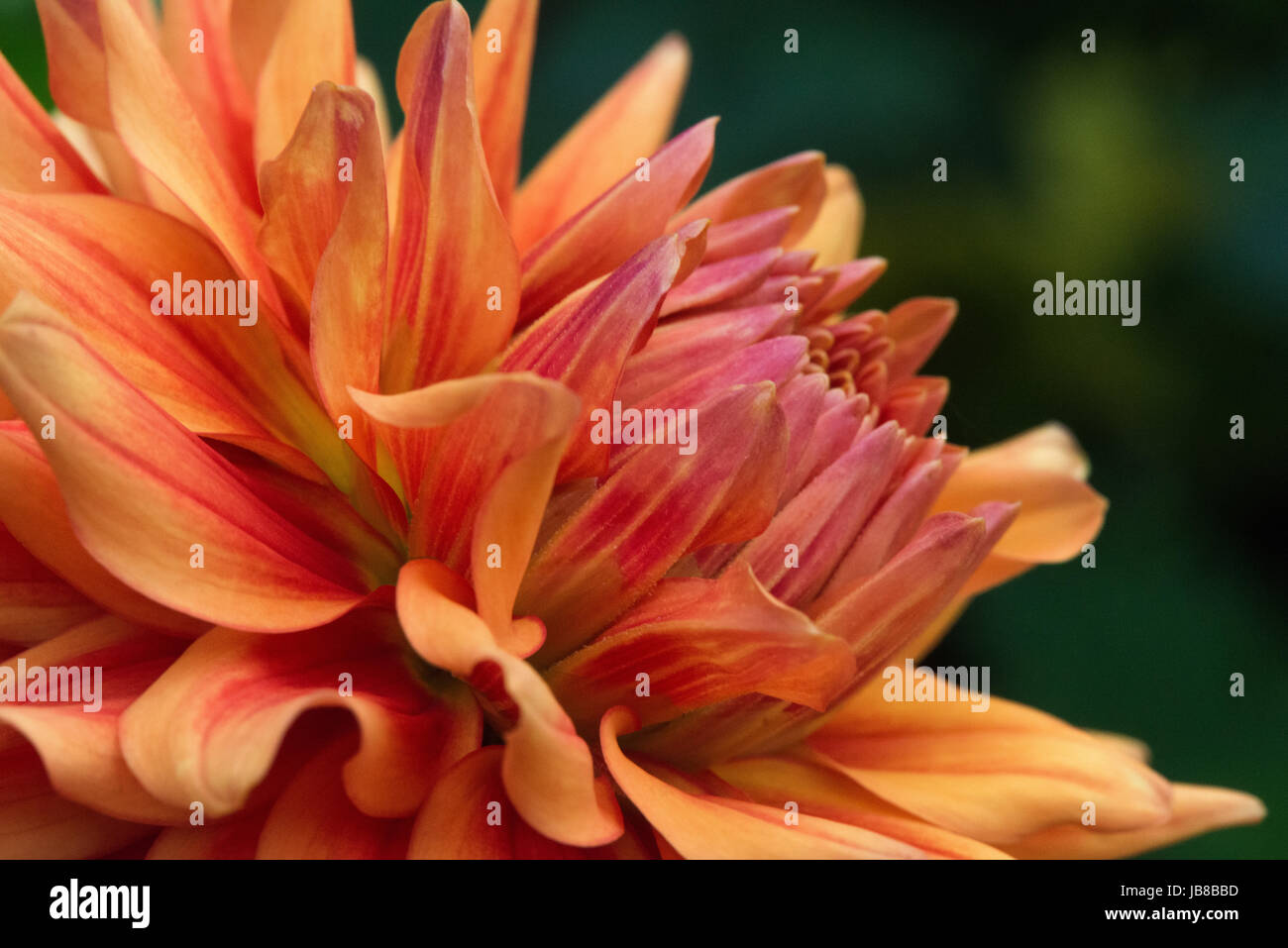 Orange striped flower head up close of a summer flowering Dahlia in the garden Stock Photo