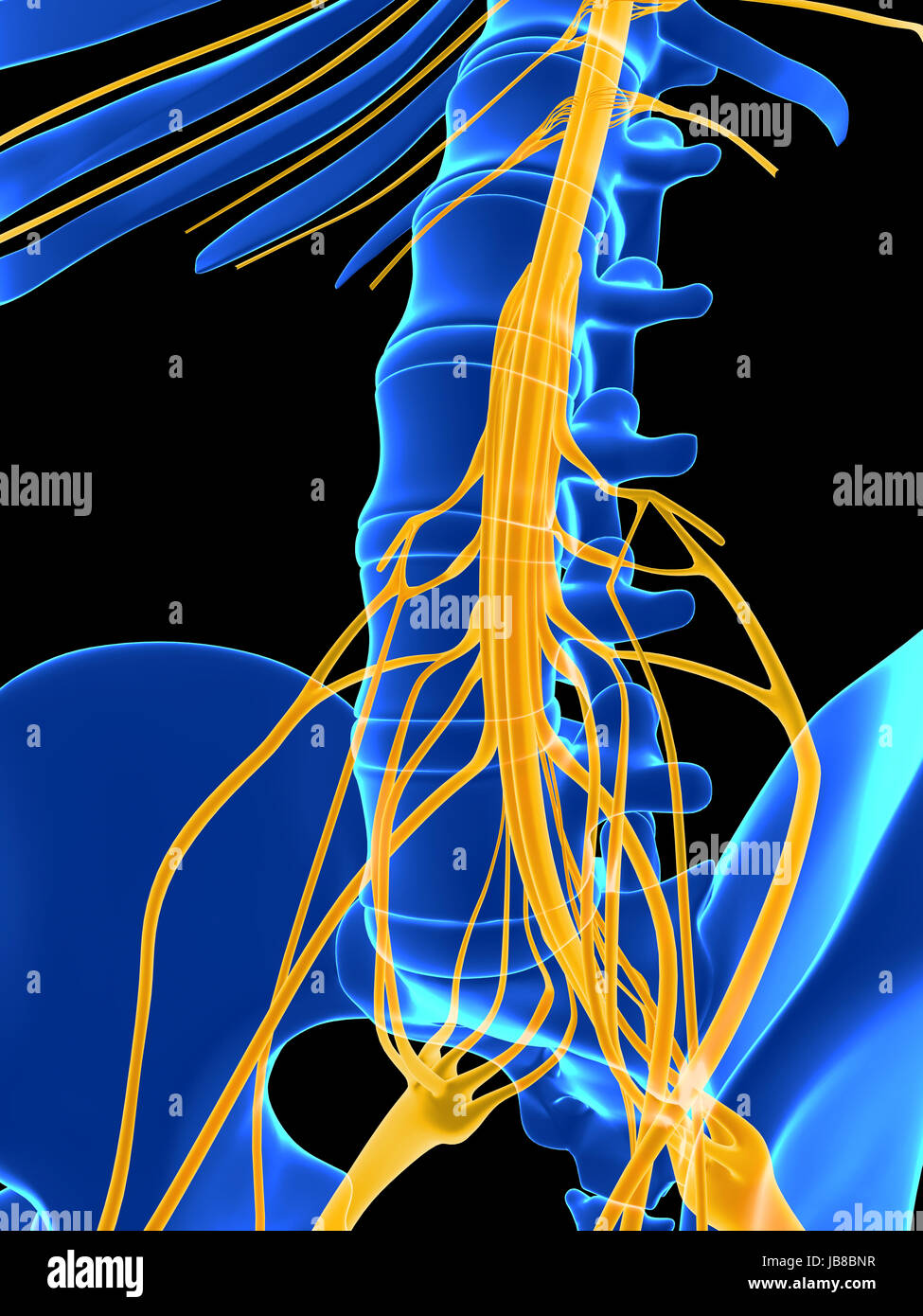 Spinal cord stimulation hi-res stock photography and images - Alamy