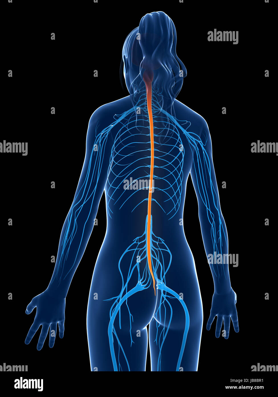 Spinal Cord Diagram High Resolution Stock Photography and Images Alamy