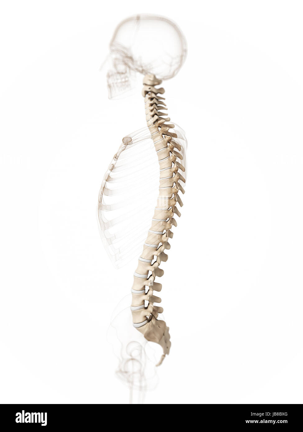 3d rendered illustration of a spine Stock Photo - Alamy