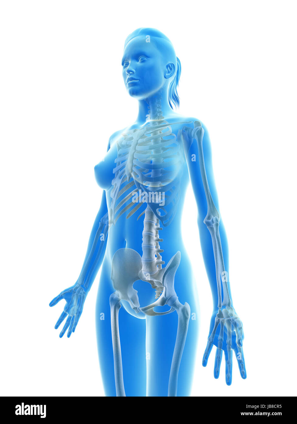 Upper Body Bone Structure High Resolution Stock Photography and Images