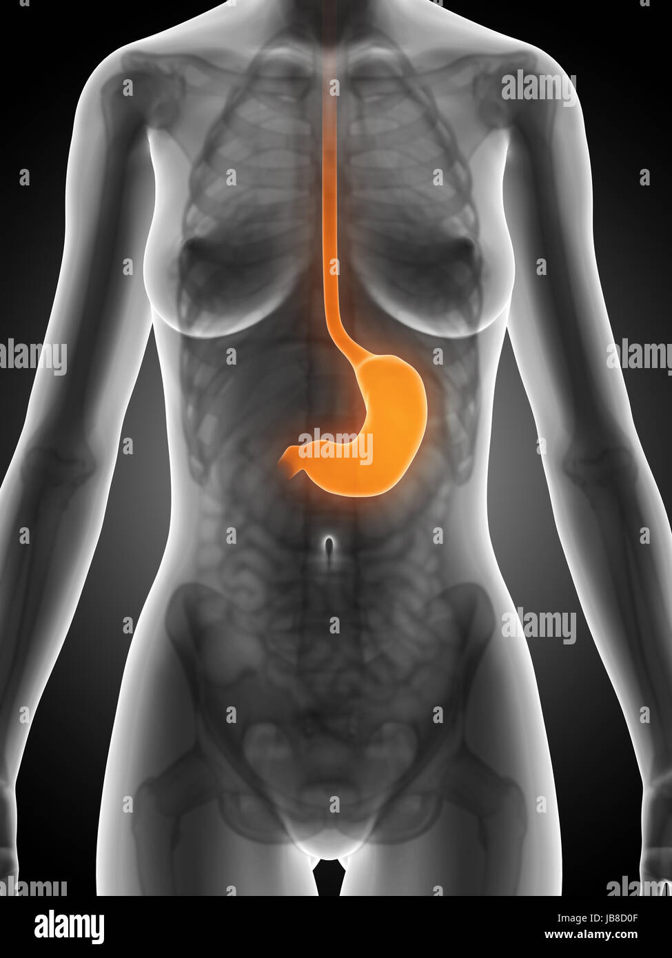 3d rendered illustration of the female stomach Stock Photo