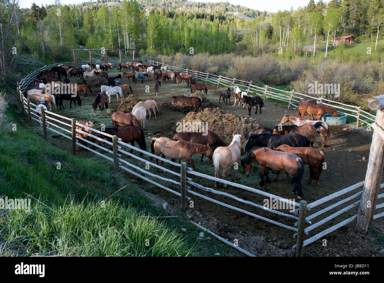 Trail horses feeding in a Corral at the Heart Six Ranch, Buffalo Valley road, Wyoming, USA. Stock Photo