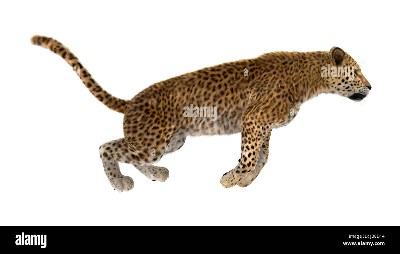 3D rendering of a big cat leopard isolated on white background Stock ...
