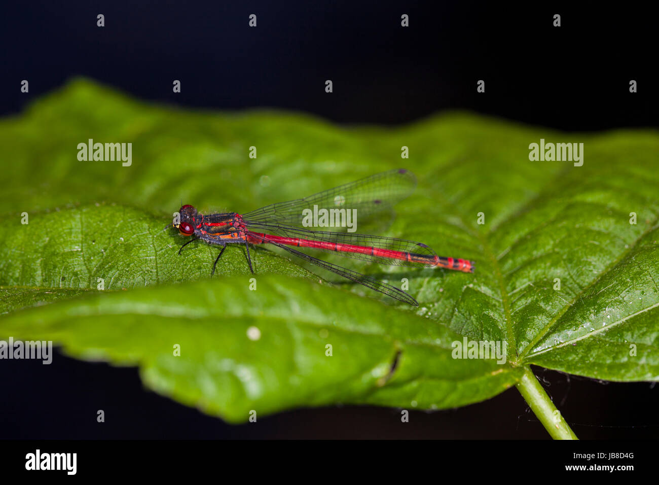 red dragonfly sits on a green leaf Stock Photo - Alamy