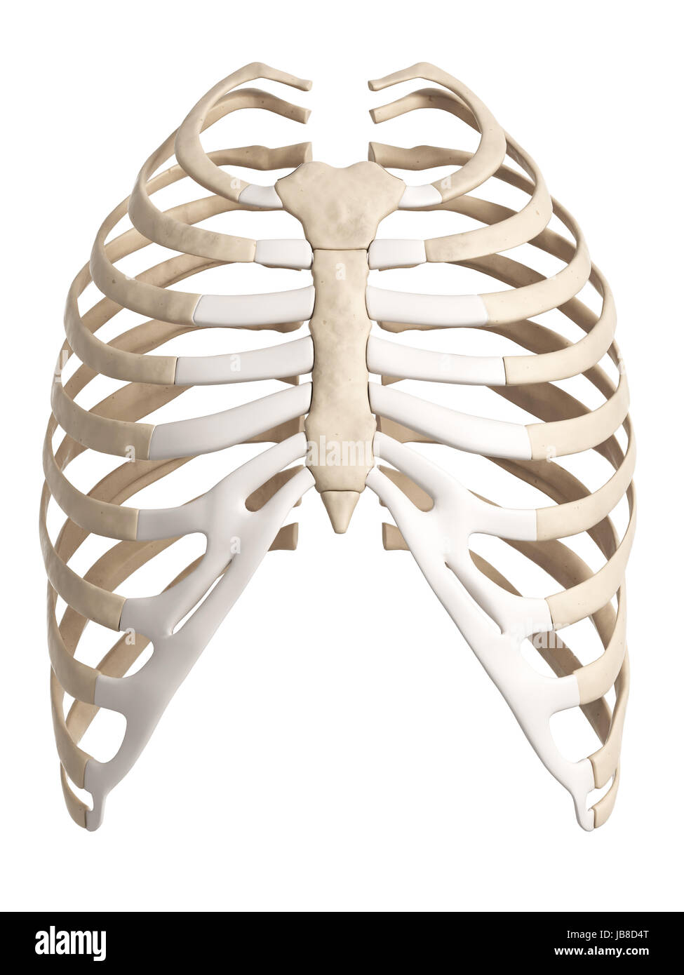 3d rendered illustration of the rib cage Stock Photo - Alamy