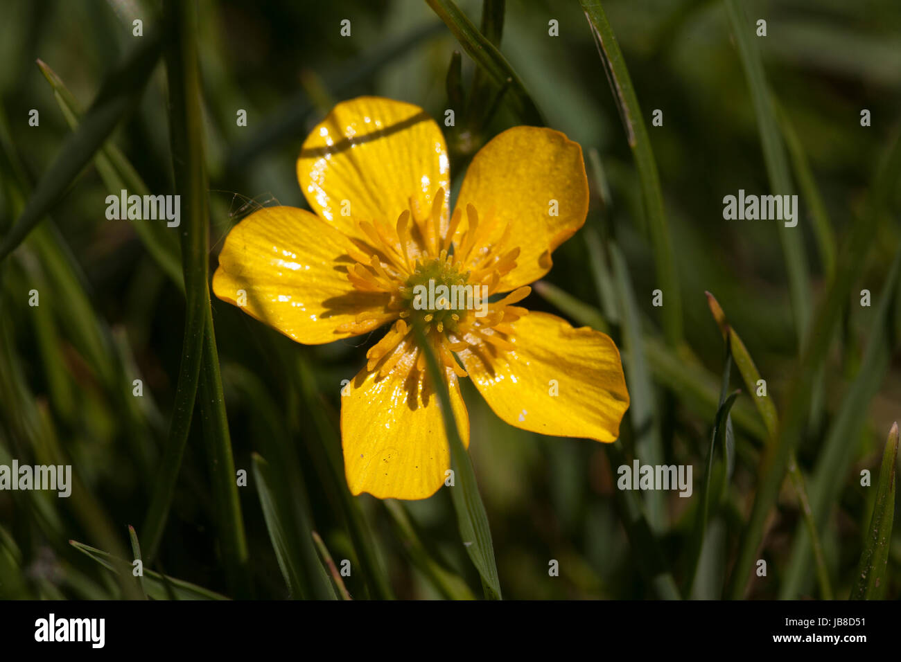 Small yellow flower Stock Photo