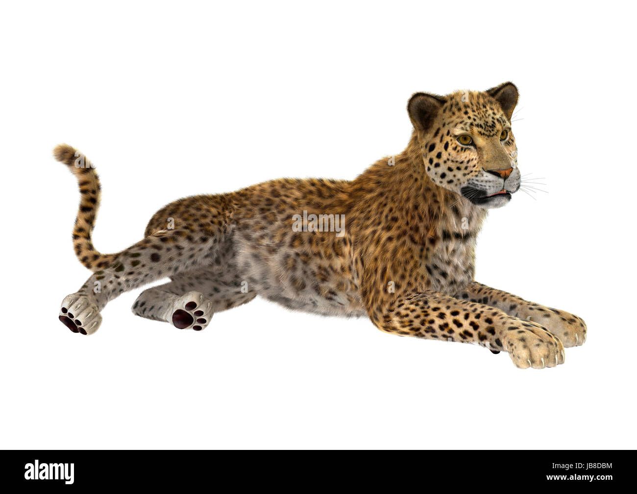 3D rendering of a big cat leopard isolated on white background Stock ...