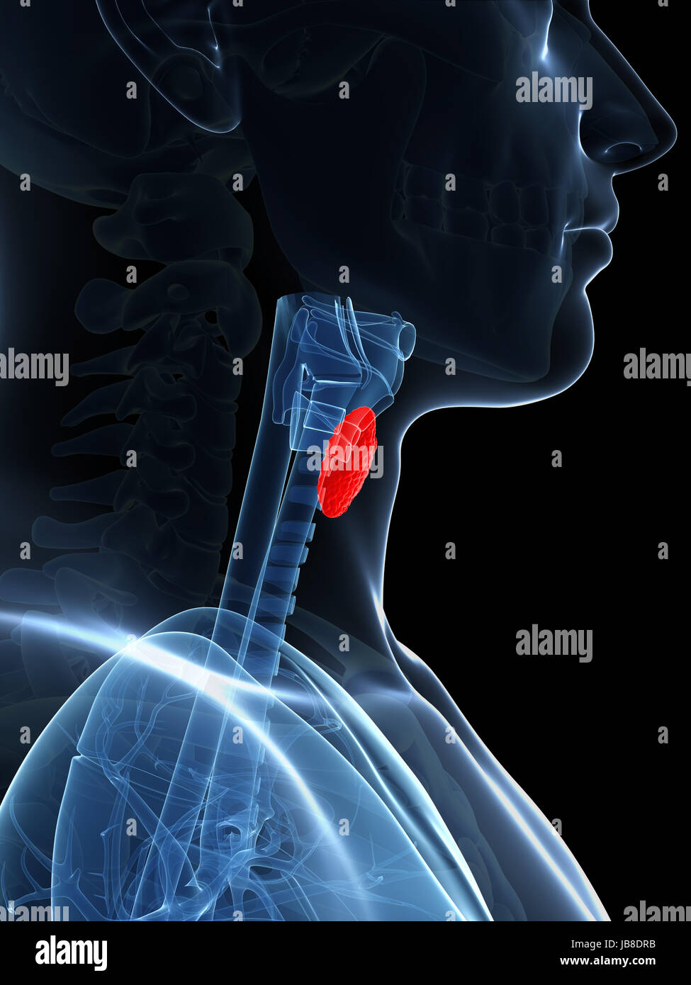 3d rendered illustration of the thyroid gland Stock Photo