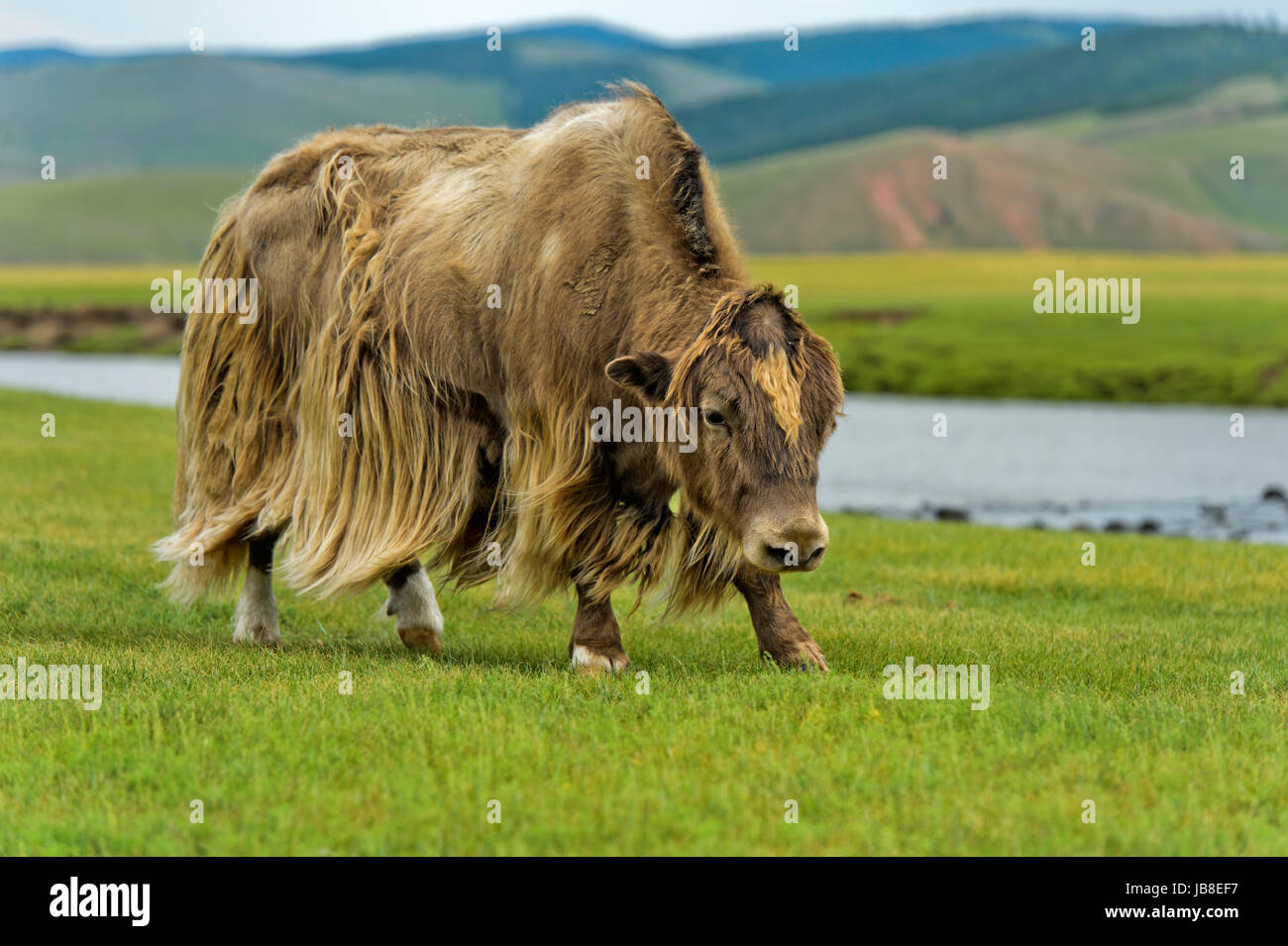 Yak (Bos mutus) with long light brown hair. Orkhon Valley, Khangai Nuruu National Park, Oevoerkhangai Aimag, Mongolia Stock Photo