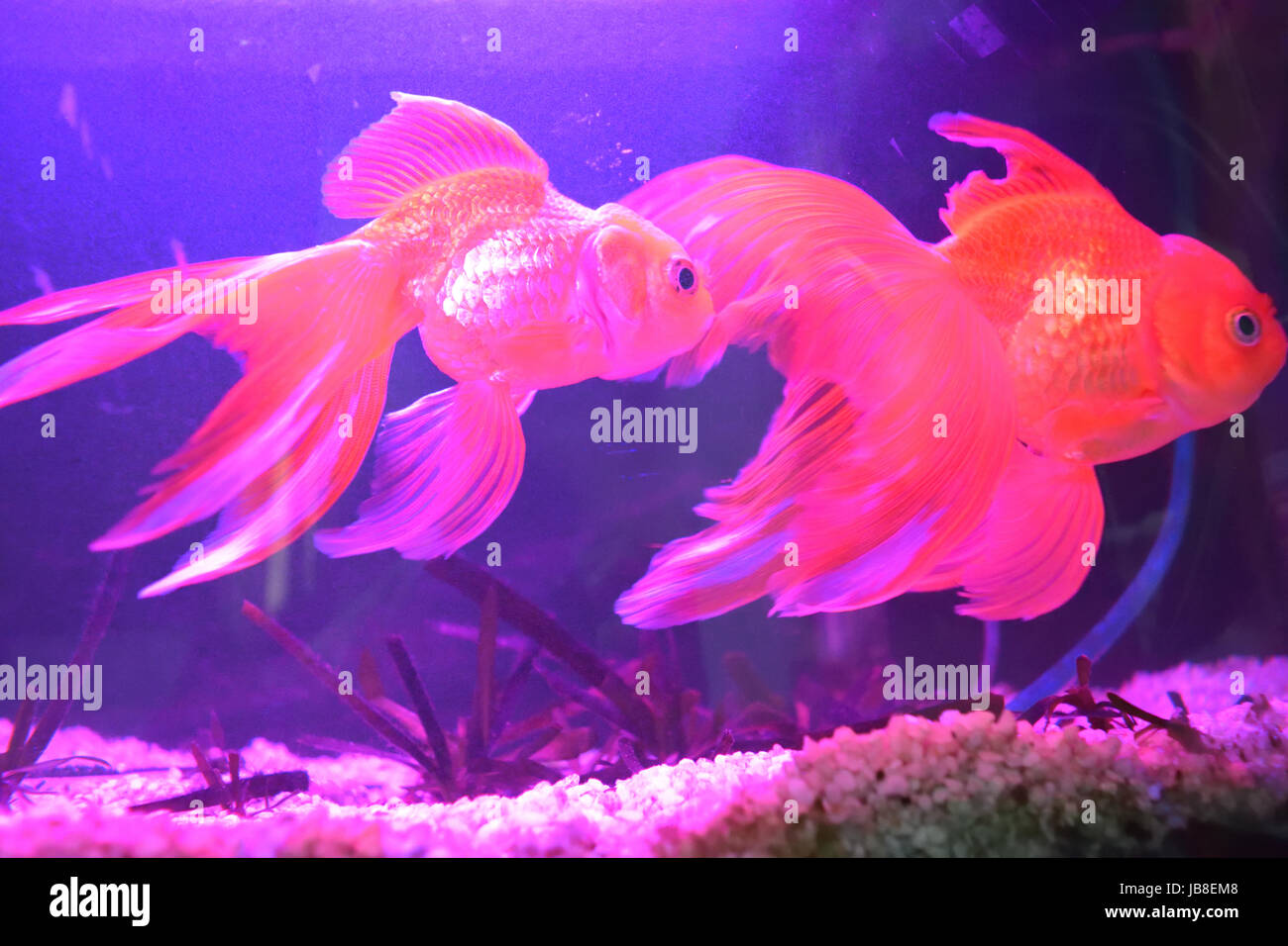 Goldfish in a home aquarium Stock Photo