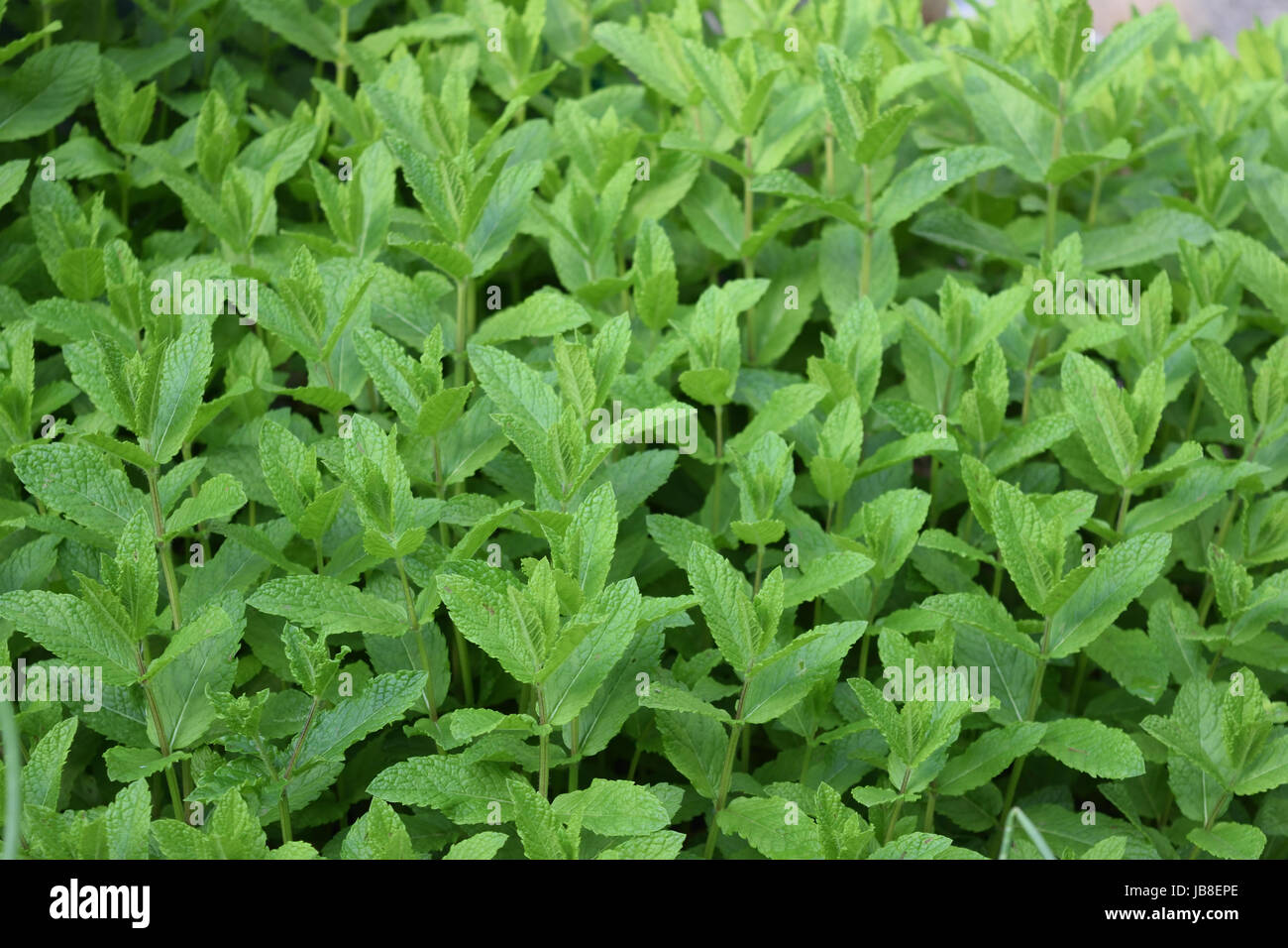 Mint bush Stock Photo