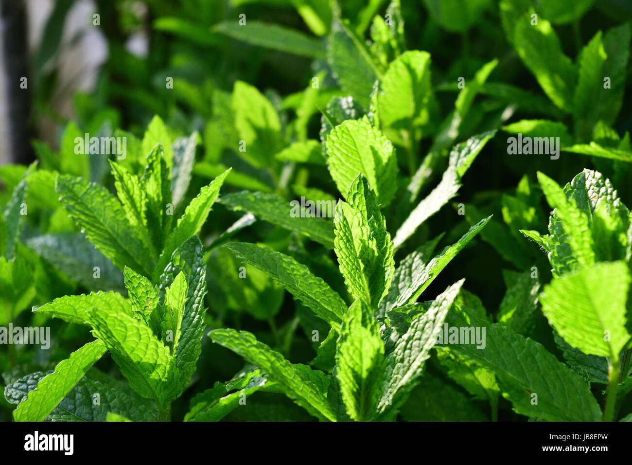 Fresh mint leaves in close up photo, sunny image. It is an aromatic plant native to temperate regions of the Old World. Stock Photo