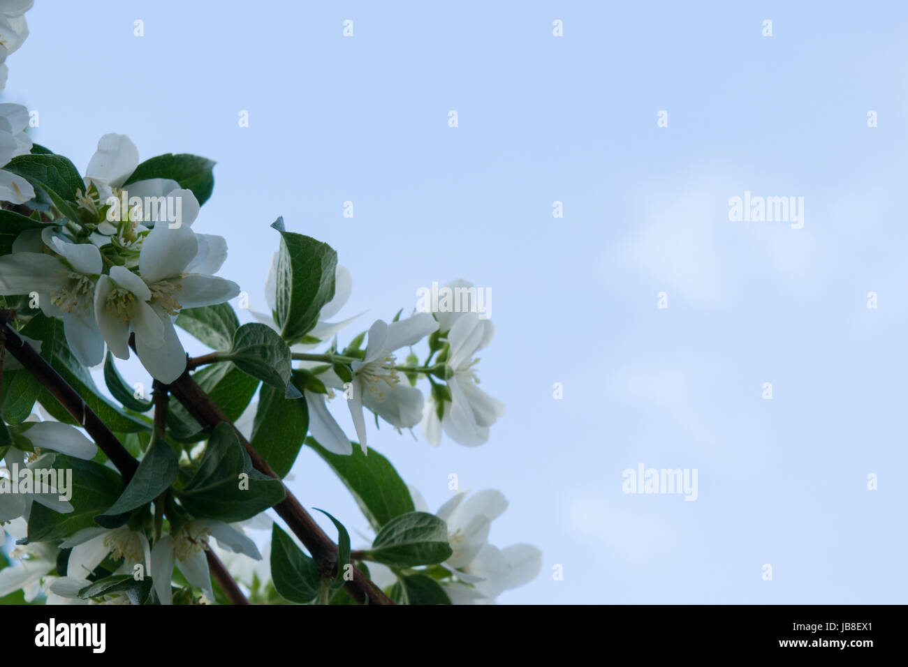 Sweet mock-orange or English dogwood (Philadelphus coronarius) Stock Photo