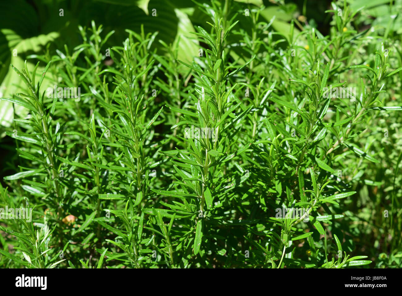 Rosemary bush in the garden Stock Photo