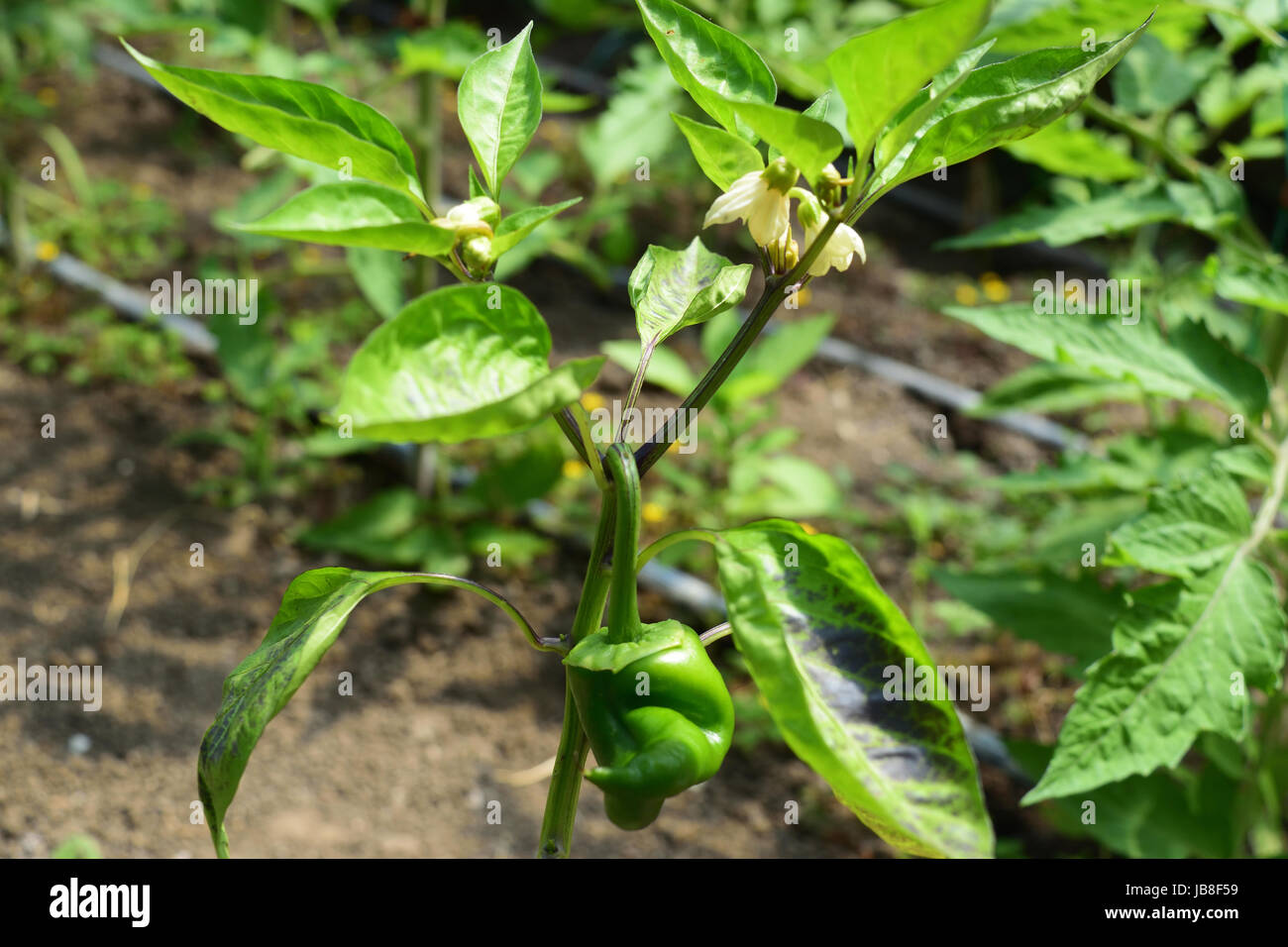 Capsicum annuum is cultivated for a wide variety of shapes and sizes of peppers, both mild and hot: bell peppers, jalapeños, chili and cayenne pepper. Stock Photo