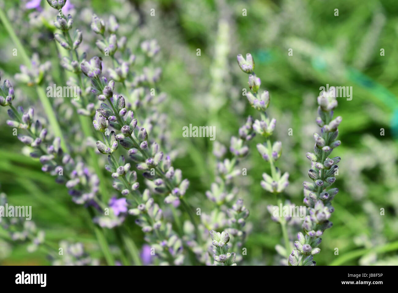 Lavender a small aromatic evergreen shrub of the mint family, with narrow leaves and bluish