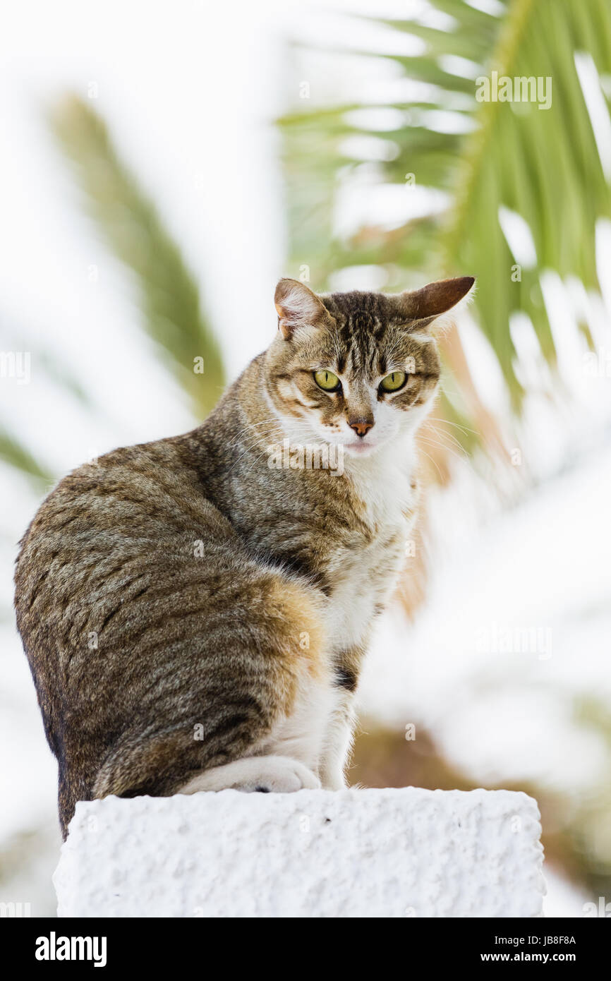 Domestic cat sitting on stone with palm trees behind Stock Photo