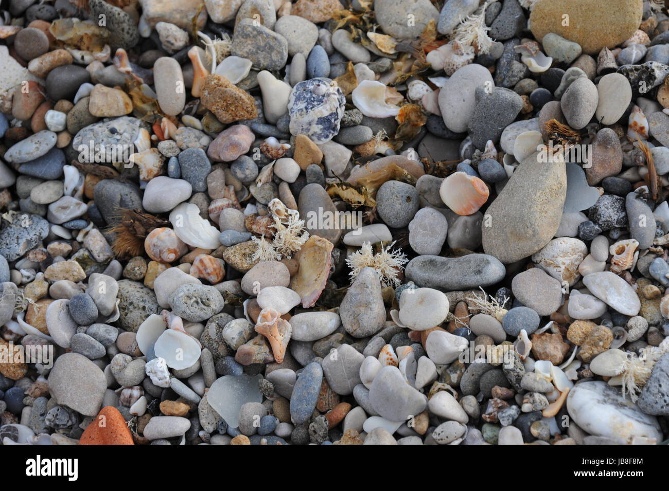stones - shells at the beach Stock Photo - Alamy